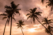 Drzewa Palmy Kokosowej Na Tle Zachodzącego Słońca, Piękne Egzotyczne Różowo Pomarańczowe Tło.