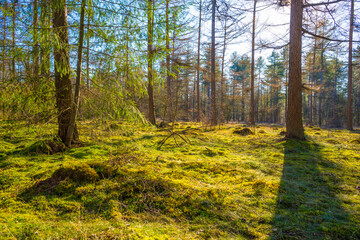 Wall Mural - Sunlit pines in a colorful forest in bright sunlight in winter, Baarn, Lage Vuursche, Utrecht, The Netherlands, February 28, 2021