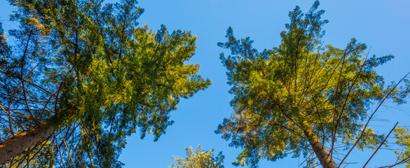 Wall Mural - Sunlit pines in a colorful forest in bright sunlight in winter, Baarn, Lage Vuursche, Utrecht, The Netherlands, February 28, 2021