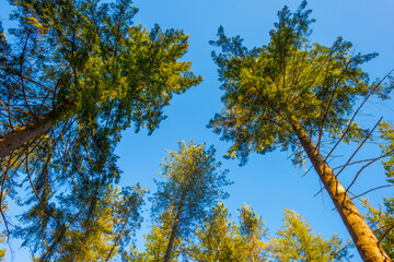 Wall Mural - Sunlit pines in a colorful forest in bright sunlight in winter, Baarn, Lage Vuursche, Utrecht, The Netherlands, February 28, 2021