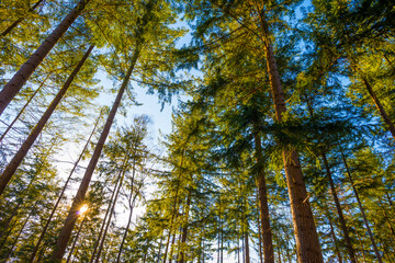 Wall Mural - Sunlit pines in a colorful forest in bright sunlight in winter, Baarn, Lage Vuursche, Utrecht, The Netherlands, February 28, 2021