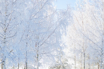 Wall Mural - Winter landscape, trees in the snow