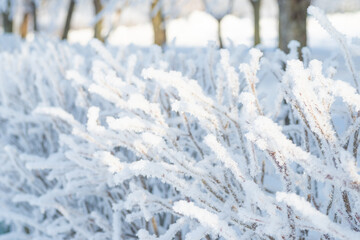 Wall Mural - Winter landscape, bush in the snow