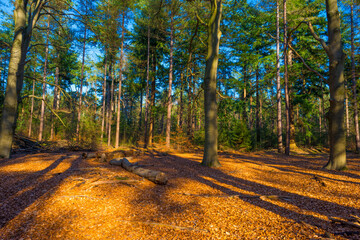 Wall Mural - Sunlit trees in a colorful forest in bright sunlight in winter, Baarn, Lage Vuursche, Utrecht, The Netherlands, February 28, 2021