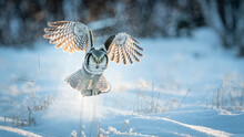 Northern Hawk Owl (Surnia Ulula) Catching A Mouse In Minus 30 Degrees Celsius In Norway 