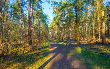 Wall Mural - Sunlit trees in a colorful forest in bright sunlight in winter, Baarn, Lage Vuursche, Utrecht, The Netherlands, February 28, 2021