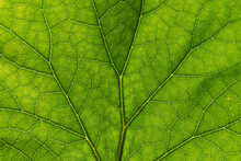 Detail Of The Backlit Texture And Pattern Of A Fig Leaf Plant, The Veins Form Similar Structure To A Green Tree