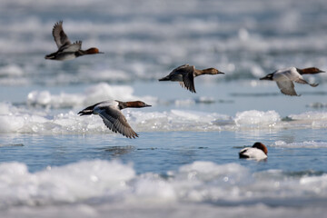 Wall Mural - canvasback ducks in flight over water and ice