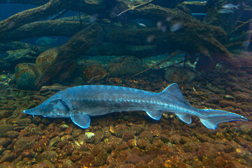 Sturgeon on the bottom . Silver colored fish in transparent water 