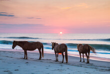 Feral Horses On Assateague Beach In A Early Morning Summer Sunrise.