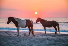 Feral Horses On Assateague Beach In A Early Morning Summer Sunrise.