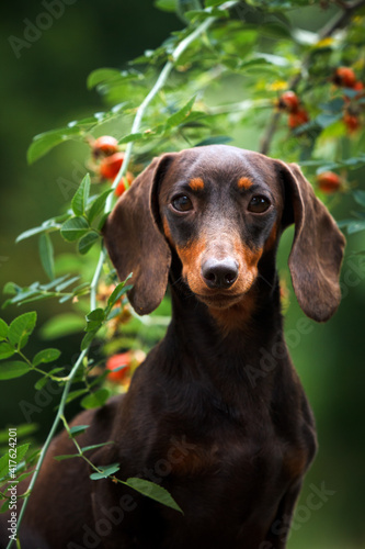 Dachshund dog in nature background