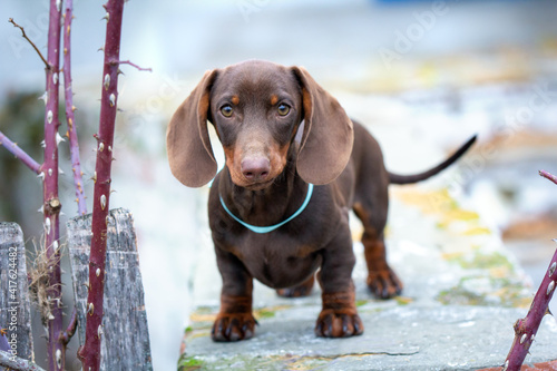 Brave mini dachshund dog walks on a high wall