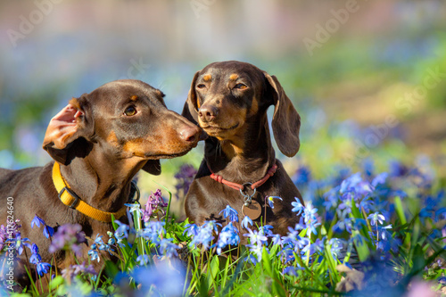 Dachshund dog in nature background