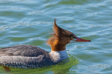 Canvas Print - Common merganser (Mergus merganser) hen on a river in Wisconsin during the winter during migration.