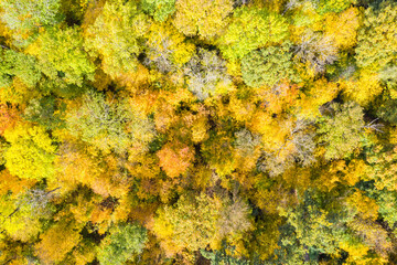 Wall Mural - Background autumn fall trees tree forest woods colorful leaves season aerial photo drone view