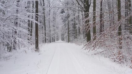 Wall Mural - road in winter forest