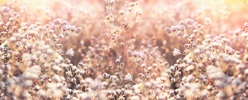 Little daisy in meadow, flowering beautiful flower in spring, sunset in flowering meadow © lola1960