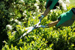 Woman gardening in the garden pruning hedge with hedge trimmer on a sunny summer day