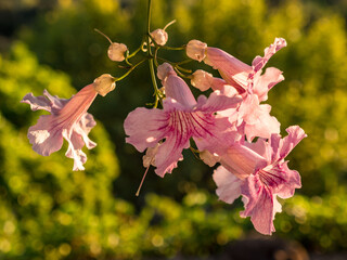 Canvas Print - pink flowers