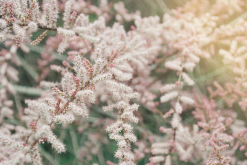 Wall Mural - Blooming pink tamarisk flowers. Beautiful spring tree. Shiny nature concept.