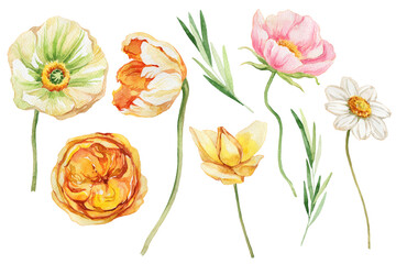 watercolor illustration, set of wildflowers, isolated flowers on a white background.