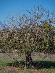 Wall Mural - fig fruit on the tree  in majorca