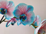 Fototapeta Storczyk - Beautiful blue orchid on close-up shooting for wallpaper