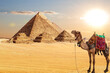 A camel by the Pyramids of Egypt in the desert of Giza