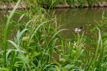 ducks on the river