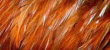 Red And Orange Rooster Feathers. Background Or Texture