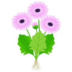 Wall Mural - Gerbera plant with flowers and roots on a white background.