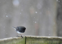 Male Dark-eyed Junco Perched On A Rail In The Snow