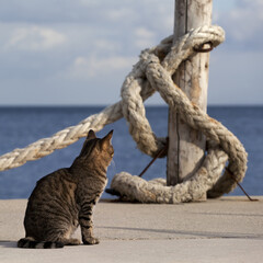 Port cat basking in sun and rope on seafront in sunny summer day