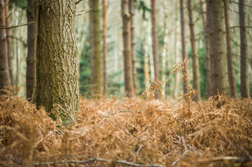 A forest in England in the spring / season