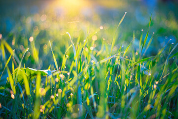 Atmospheric mood. The green grass is illuminated by the rays of the morning sun. Defocused bokeh shot