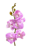 Fototapeta Do przedpokoju - a branch of pink orchid flowers and buds isolated