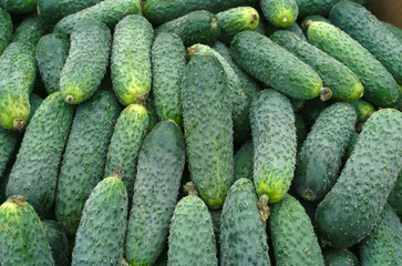Wall Mural - fresh cucumbers in the market