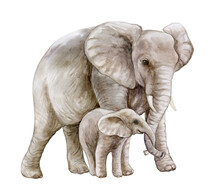 African Elephant With A Child. Mom And Baby. Family Isolated On White Background. Watercolor. Illustration. Motherhood, Childhood