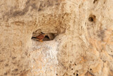 Fototapeta Desenie - Common Kestrel Falco tinnunculus. sitting in a mountain niche
