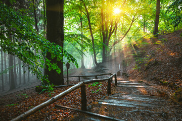 Fotobehang - Dramatic natural forest and sunbeams through fog in the morning.