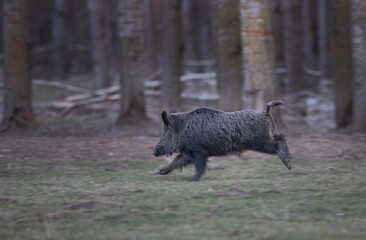 Poster - Wil boar running in forest