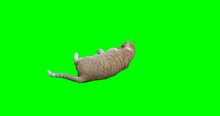 Yellow Cat Rolling On Green Screen