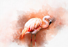 Portrait Of A Flamingo, Watercolor Painting. Red Flamingo (Phoenicopterus Ruber), Zoological Illustration, Hand Drawing.