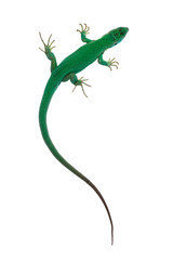 top view of western green lizard aka lacerta bilineata. isolated on white background.
