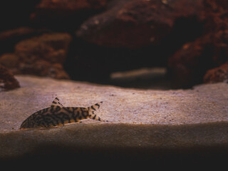 cichlid fish and blue lobster playing in community aquarium