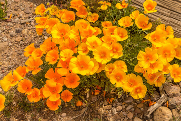 Poster - USA, Arizona, Peridot Mesa. California poppies in bloom.