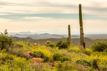 Poster - USA, Arizona, Superstition Wilderness. Saguaro cactus and brittlebush in desert.