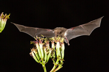 Sticker - USA, Arizona, Santa Cruz County. Bat feeds on yucca nectar.