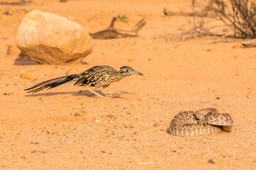 Wall Mural - USA, Arizona, Santa Cruz County. Roadrunner with western diamondback rattlesnake.